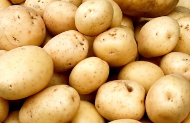Idaho Seeking to Build New Potato Processing Plant
