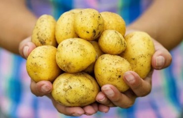 Food Safety Is Vital for the Thriving of the Industry