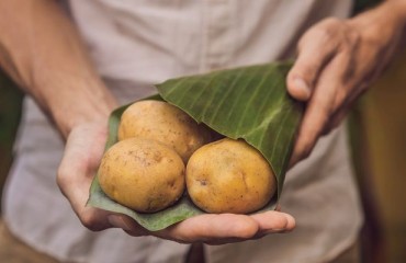 Potatoes Have a Lower Environmental Impact than Rice or Pasta, Research Says