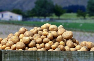 New Project Targets Sustainable Potato Farming