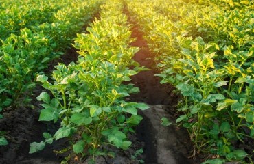 Western U.S. Potato Crop Valued at USD2.02bn in 2018