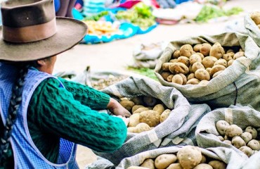 Peruvian Inka Crops Exports Record Native Potato Volumes to the US
