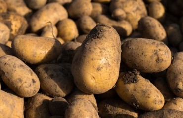Bayer Program Brings Sustainable Potato Production Systems to Africa