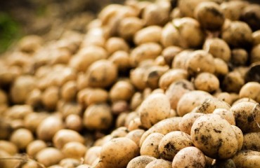 US Potato Export Efforts Get Funding Boost