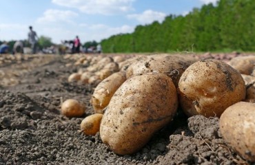 World Potato Congress Endorses 11th African Potato Conference in Rwanda