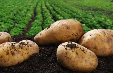 Potatoes NZ Kick Starts Emission Project