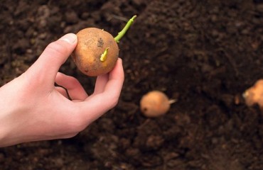 How No-deal Brexit Could Affect the UK Seed Potato Market
