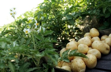 Syngenta Invests USD2bn in Sustainable Agriculture