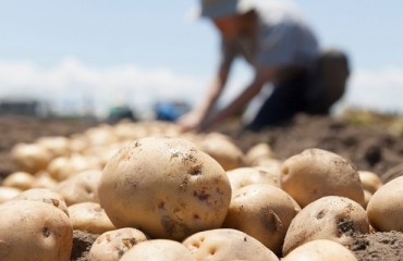 Filipino Industry Implements Sustainable Potato Program