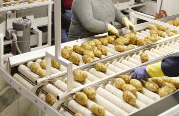 UK Chips Production Threatened by Low Potato Harvest