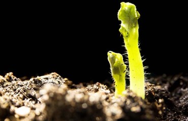 Montana and Colorado Seed Potatoes Get Approved for South Korea