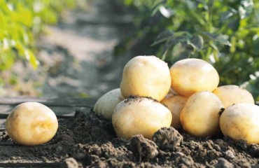 West Australia Aims to Increase Exports