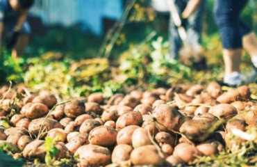 Patatas Meléndez and Produce Plus Join Europatat