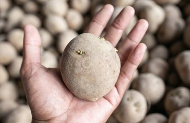 The Potato Industry in Zimbabwe Is Struggling