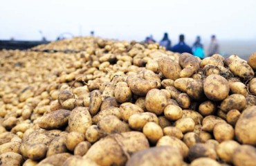 UNPT Warns Quotas for the 2020 Harvest Contracts Are Not Met