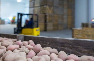 AHDB: Potato Businesses at Risk Due to CIPC Use-up date