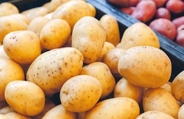 USDA: US Potato Stocks at 204m cwt