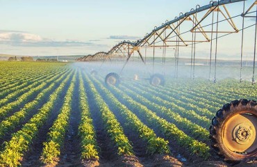 World Potato Production Hits Standstill