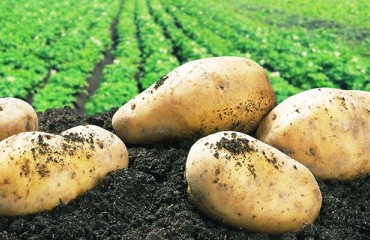 Can Africa Overtake North America as the Third Largest Potato Producer?