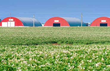 Canadian Potato Storage is at 1.9% Below Three-year Average