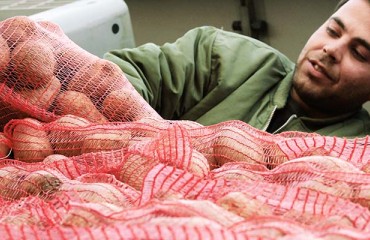 Labor Shortage Hampers Potato Storage in India