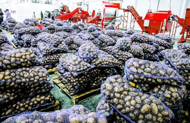 Dutch Potato Industry May Face Major Losses Because of the Coronavirus