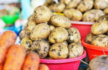 Shortage of Quality Potatoes in Russia is Driving Prices Up