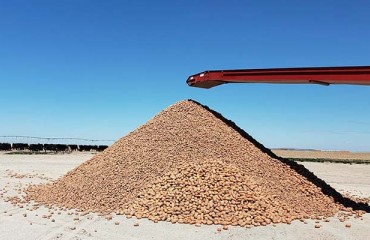 Idaho Farm Gives Away Potato Stock