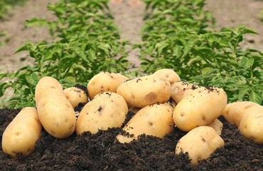 Irish Potato Retail Demand Remains Steady