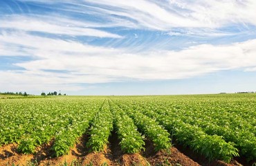 Prince Edward Island Struggles to Meet Demand
