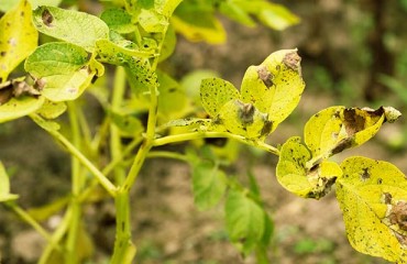 Research: Smart Irrigation System Can Warn of Plant Disease