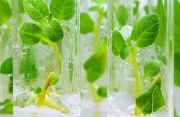 Potato Sustainability Alliance Gets New Member