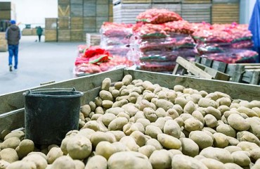 Potato Surplus and Halted Processing Impacts New Alberta Crops