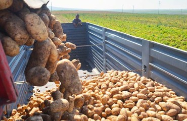 Processor Returns Part of 2019 Potato Crop to Farmers