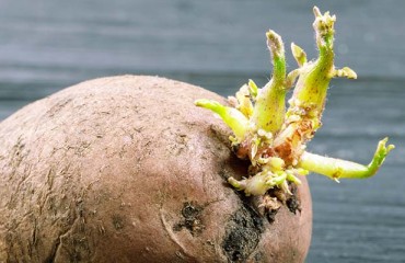 Legislation and Full Storages Prompt the Need for Alternative Sprout Inhibitors in Europe