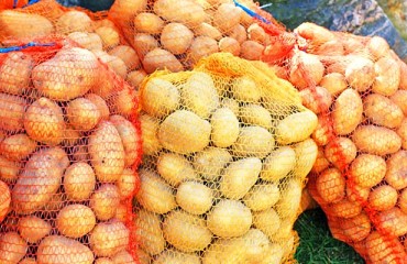 Quebec Family Farm Bags 160,000 Pounds of Potatoes by Hand