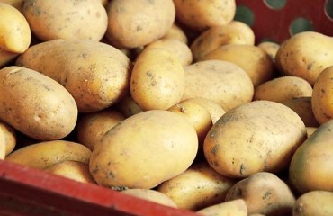 Alberta’s Potato Stockpile 37% Higher Than Average