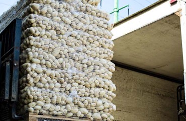 Croatia Sees Major Increase in Potato Imports