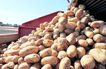 European Potato Industry Responds to Australian Dumping Fears