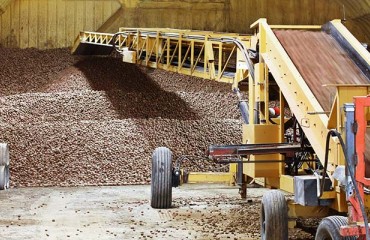 US: Potato Stocks, Processor Demand, Down as of June 1