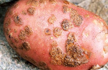 S.A. Researchers Identify Ideal Plant Species for Potato Crop Rotation