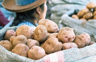 Peru Maintains its Position Among Top 15 Potato Producers in the World