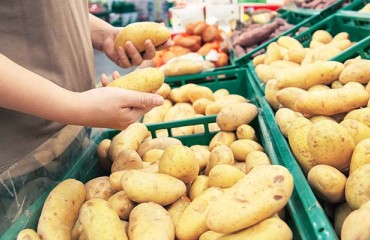 Retail Store Light Conditions Contribute to Potato Greening
