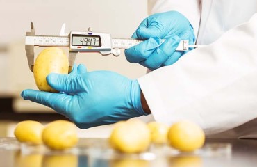 Hutton Researchers Find Protein for Fast-maturing, Resilient Potatoes
