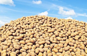 National Potato Council Prepares Safety Net for Future Crisis