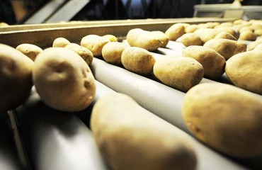 Precision Farming Technology to Predict Potato Tuber Size