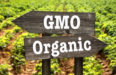 The GMO Challenge in the Potato Industry