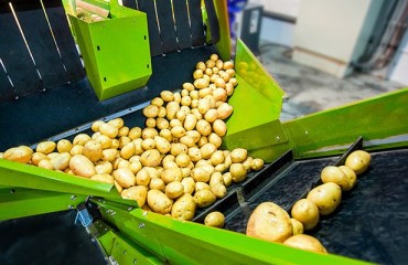 Russian Potato Processing Market Grows at Average Rate of 30% Per Year