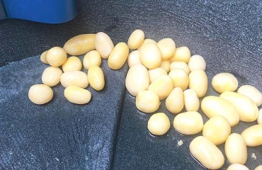Sormac Upgrades CBS Peeling Machine for Baby Potatoes