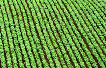 Australian Processing Potato Exports to Thailand No Longer Subject to Tariffs